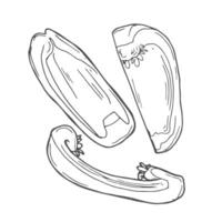 Pepper slice hand drawn sketch. Vegetable engraved object. Paprika slices vector
