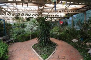 A walkway with plants and a bench photo