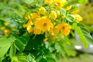 A yellow flower is growing on a tree photo