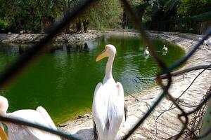 A group of birds standing in a pond photo