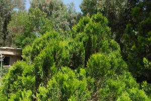 A green bush with a small tree in the middle photo