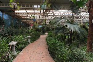 A walkway through a tropical garden with plants and palm trees photo
