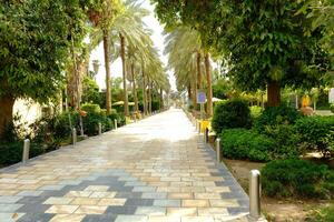 A paved walkway lined with trees and bushes photo