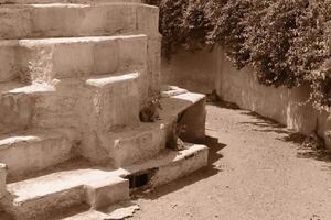 A black and white photo of a cat sitting on a stone wall