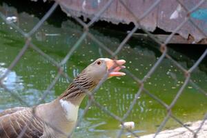 A duck is standing in the water photo