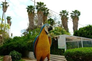 A statue of a parrot photo