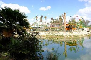 A palm tree in the foreground photo