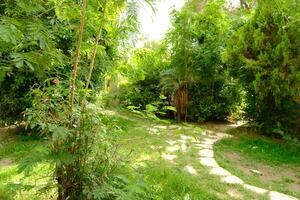 A path through the jungle with trees and grass photo