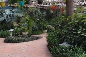 A walkway in a tropical garden photo
