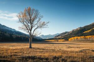 Solitary Tree in an Autumnal Mountain Meadow photo