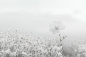 Single White Cosmos Flower in a Field of Foggy White Wildflowers photo