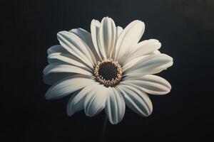 A Single White Daisy with a Brown Center on a Black Background photo