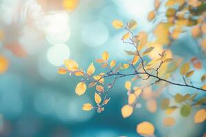 Branch with Yellow Leaves Against a Blue, Blurred Background photo