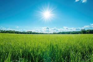 Green Grass Field Under Blue Sky With Shining Sun photo