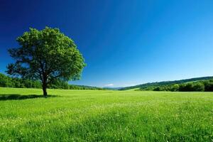 A Single Tree Stands Tall in a Lush Green Field Under a Clear Blue Sky photo