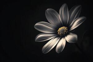 A Single White Daisy Flower Against a Dark Background photo