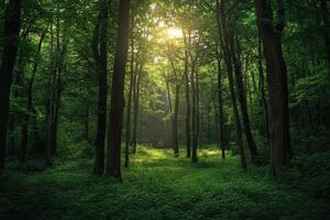 Sunbeams Shining Through a Lush Green Forest photo