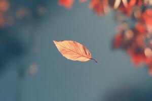 A Single Brown Leaf Floating Against a Blue Sky photo