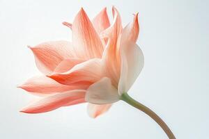Delicate Pink Flower with White Undertones and Curved Stem photo