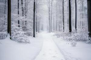 Snow-Covered Path Through a Winter Forest photo