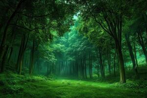 A Pathway Through a Lush Green Forest photo