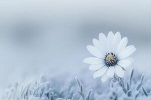 Single White Flower in Frosted Field photo