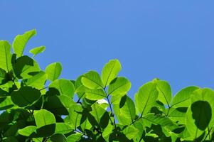 Bright and fresh green leaves illuminated by sunlight, standing out against a clear blue sky photo