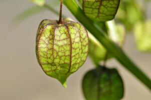 Ciplukan or Physalis angulata L close-up photo