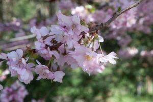 Sakura blossom. Close-up of delicate cherry blossom branches, painted in soft pinks and whites. The scene captures the ethereal beauty of springtime, with muted green leaves and a soft background photo