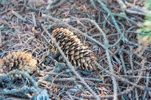 A fir cone lies on the ground among the fallen leaves and twigs. Fir cones on the forest floor with intentional shallow depth of field and vignetting. photo