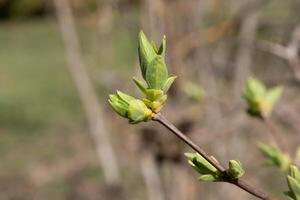 The green lilac buds on the twigs in early spring are preparing to open into fresh green leaves. The period of nature renewal. Delicate natural background with green buds photo