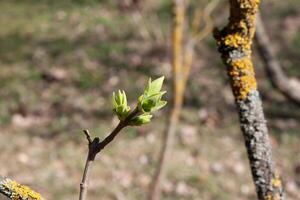 The green lilac buds on the twigs in early spring. The period of nature renewal. Delicate natural background with green buds photo