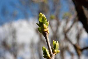 The green buds on the twigs in early spring are preparing to open into young, fresh green leaves. The period of nature renewal. Delicate natural background with green buds photo