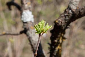 The green lilac buds in early spring are preparing to open into young, fresh green leaves. The period of nature renewal. Delicate natural background with green buds photo