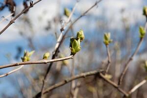The green lilac buds on the twigs in early spring preparing to open into young, fresh green leaves. The period of nature renewal. Delicate natural background with green buds photo