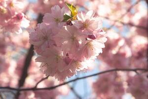 Sakura blossom. Close-up of soft cherry blossom branches, painted in soft pinks and whites. The scene captures the ethereal beauty of springtime, with muted green leaves and a soft background photo