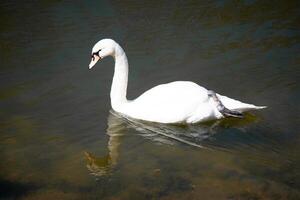 The Big White Bird. Graceful white Swan swimming in the lake, swans in the wild. Photo of a white swan swimming on a lake. The mute swan, latin name Cygnus olor. A bird swims in clear water