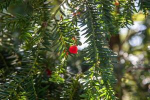 Yew berries. Taxus cuspidata, the Japanese yew.Taxus baccata European yew is conifer shrub photo