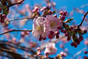Pink cherry blossom on the Sakura tree.Cherry blossoms with buds on twigs against a clear blue sky in spring. The natural beauty of flowers photo