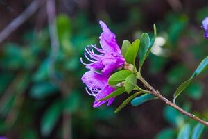 Purple blooming flowers on a background of green foliage. A separate inflorescence. Bright, beautiful purple flowers of a rhododendron bush floral graceful background photo