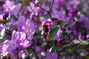 Colorful violet magenta flowers of a large rhododendron bush on a sunny day. Blooming shrub plants. Majestic big flowers in full blossom. Bright purple flowers on a soft floral background photo