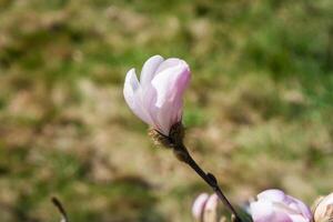 White magnolia flower on a twig. Pure white color with a slight pink tinge under sunlight. Delicate flower buds on a tree branch in the garden on green background in spring. Blooming of nature. photo