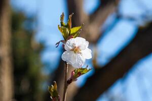 Bright Spring flowers in a light. Spring flowers of an apricot tree on the branches. Beautiful orchard. Shallow depth of field. Bright white flowers isolated on forest background on a sunny day photo