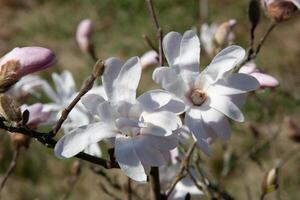Large white magnolia flowers on a nearby branch. Pure white color. Flower buds on a tree branch in the garden on a soft green background in spring. Spring blooming of nature. photo