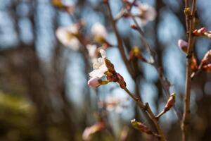 Spring apricot flowers in a light. Spring flowers of an apricot tree on the branches. Beautiful orchard. Shallow depth of field. Bright white flowers isolated on forest background on a sunny day photo