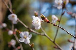 White Spring flowers in a light. Spring flowers of an apricot tree on the branches. Beautiful orchard. Shallow depth of field. Bright white flowers isolated on forest background on a sunny day photo