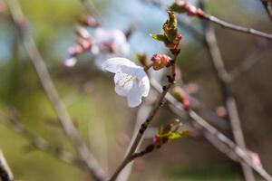 Spring flowers in a light. Spring flowers of an apricot tree on the branches. Beautiful orchard. Shallow depth of field. Bright white flowers isolated on soft forest background on a sunny day photo