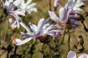 Large white magnolia flower on a branch. Pure white color with a slight pink tinge. Flower buds on a tree branch in the garden on a soft green background in spring. Spring blooming of nature. photo