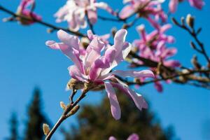 Spring pink magnolia flowers on a branch isolated against a clear blue sky in spring. The flowering of nature in the spring season. Delicate flowers in full bloom on a branch photo