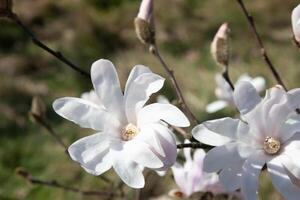 Spring white magnolia flower on a twig. Pure white color with a slight pink tinge under sunlight. Delicate flower buds on a tree branch in the garden on green background in spring. Blooming of nature. photo